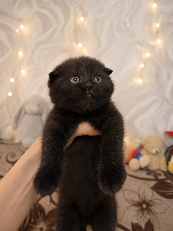 Котята Скотиш Фолд — фото 1