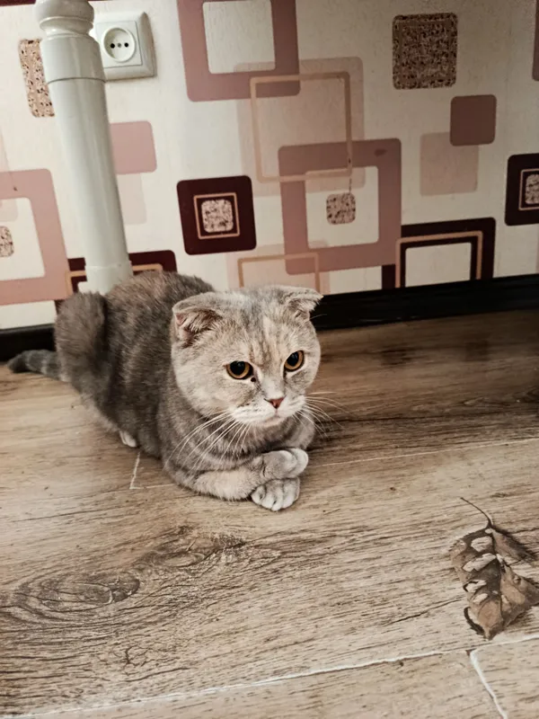 скотиш фолд мушук киз бола 4 скотиш фолд мушук киз бола 4