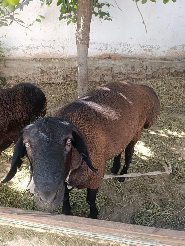 Qoʻylar sotiladi boqishga tayyor holatda kelishamiz 1 Qoʻylar sotiladi boqishga tayyor holatda kelishamiz 1
