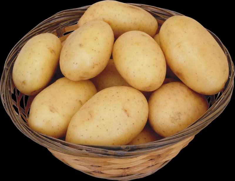 Kartoshka sotiladi optom 2026 1 Kartoshka sotiladi optom 2026 1