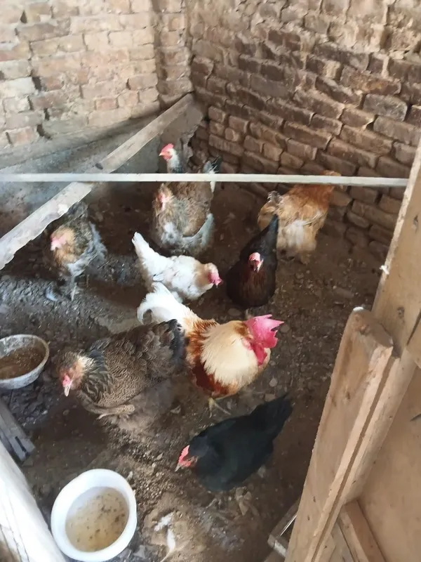 Уй товуклари сотилади. 1 Уй товуклари сотилади. 1