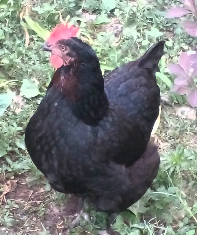 Чёрные  несушки  ,