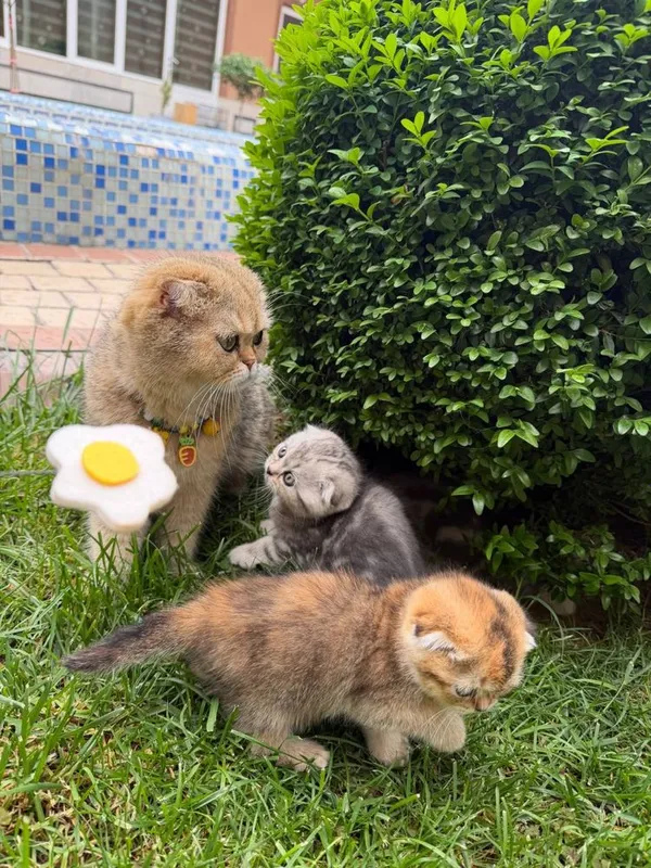 Skotish fold mushukchalari скотиш фолд шиншила — фото 6