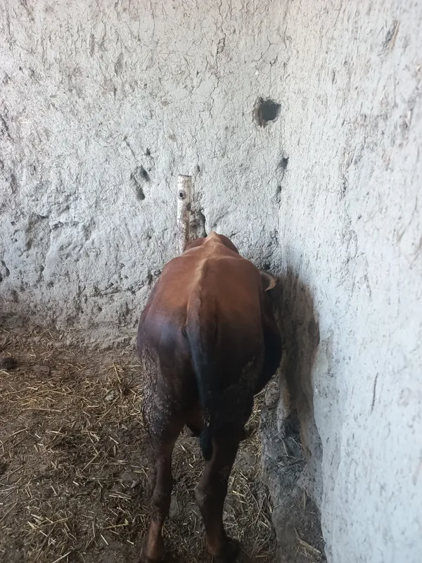 Buqacha sotiladi 4 Buqacha sotiladi 4