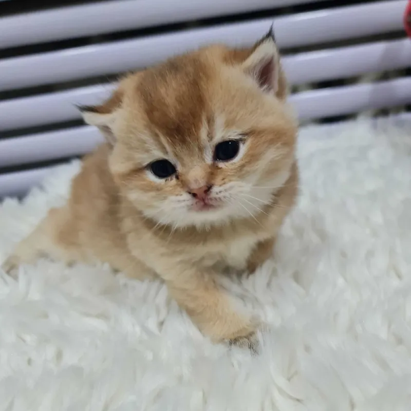 Британская короткошерстная. Котята — фото 7
