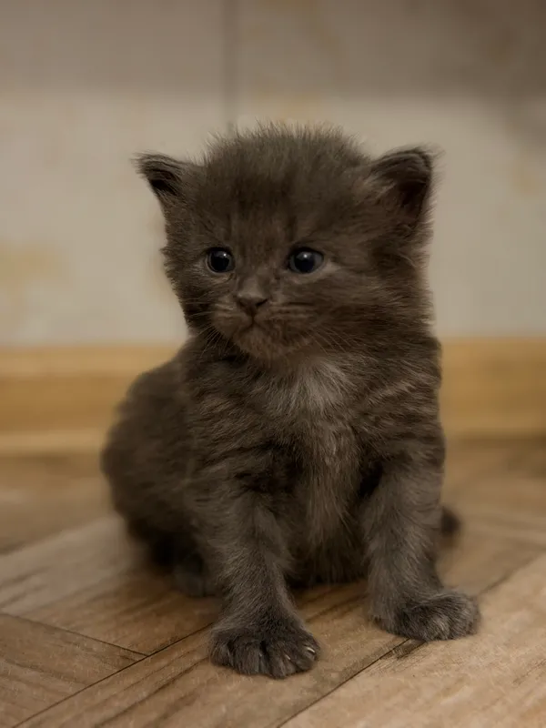 котенок-мальчик в добрые руки 4 котенок-мальчик в добрые руки 4