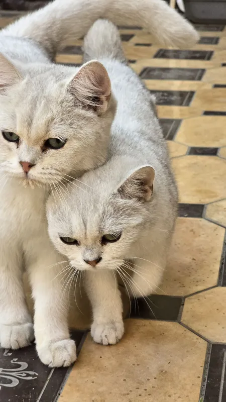 Silver Shinshilalar sotiladi arzon narxlarda Ug'il va Qiz — фото 5