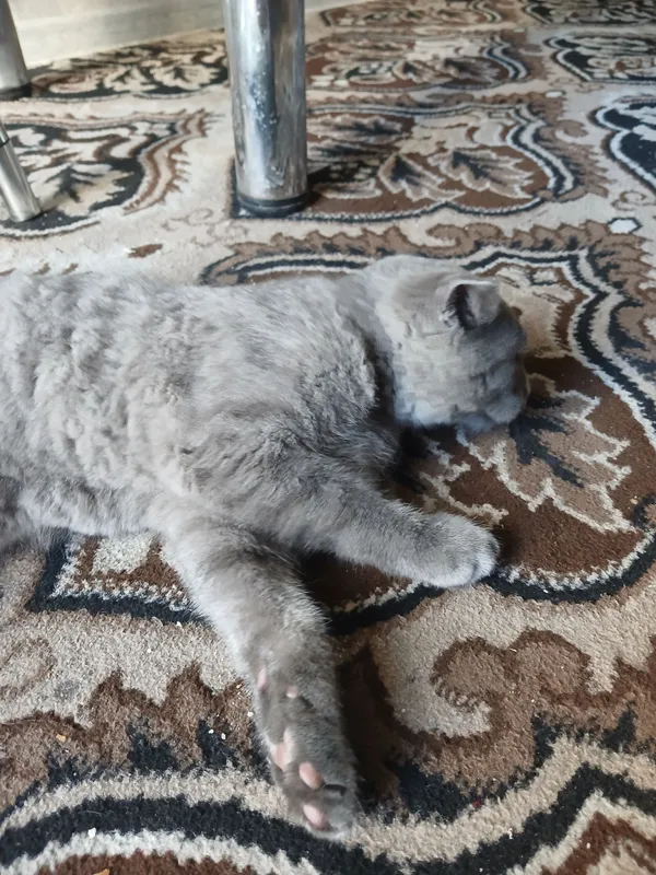 Продаётся кошка 1