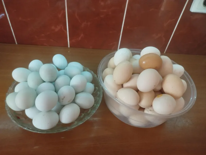 Продаются домашние яйца 1