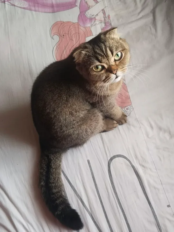 Mushgimni sotaman 400ga