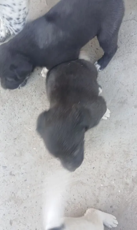 Toza zotli Ovchi it 4
