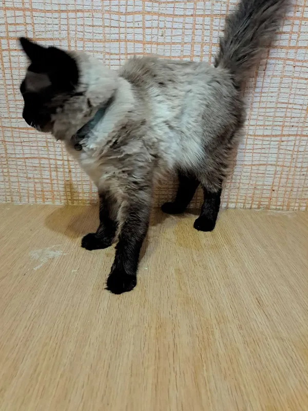 Кот исламский 3 годика 5 Кот исламский 3 годика 5