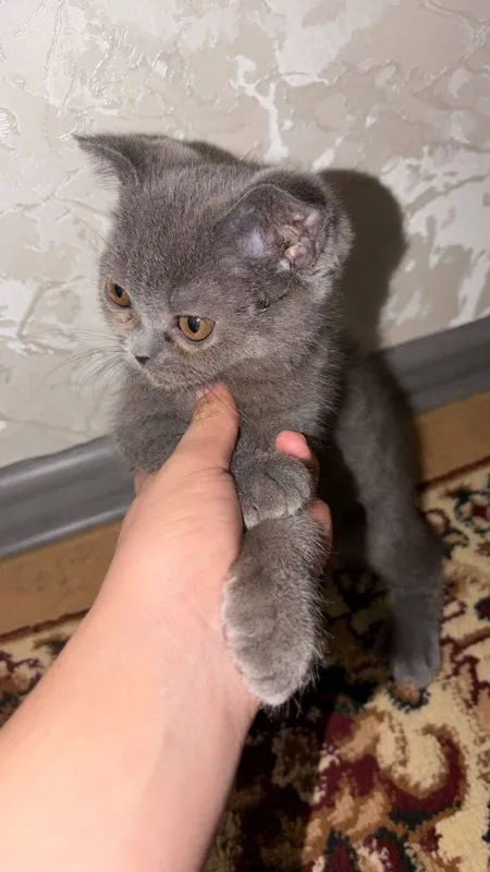 Очаровательные котята ищут любящих хозяев! 1 Очаровательные котята ищут любящих хозяев! 1