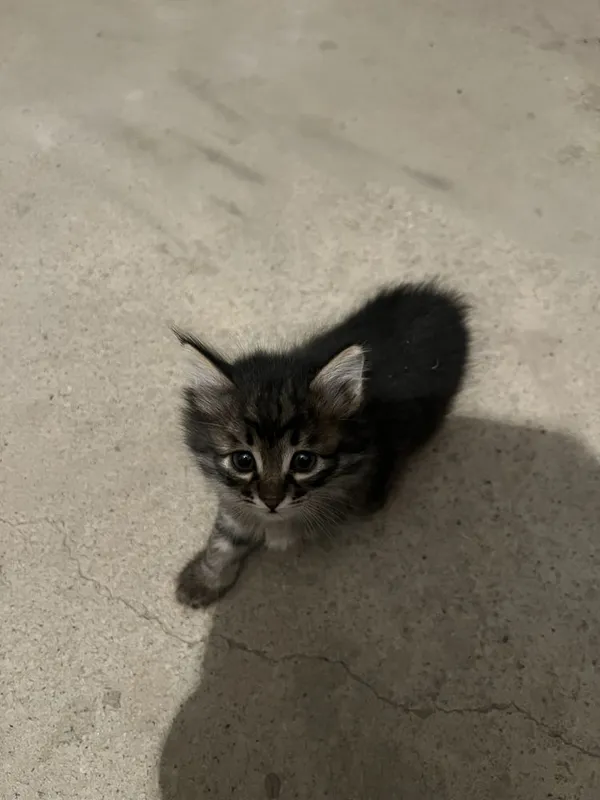 Котята передатим — фото 1