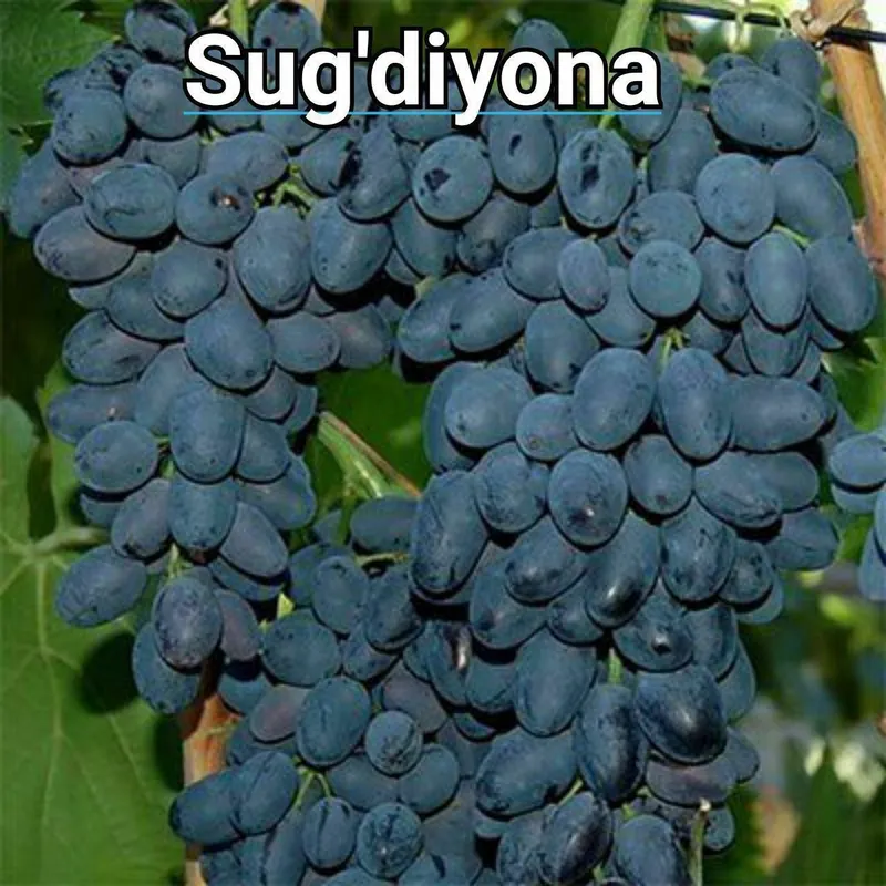 Uzum koʻchatlari bor xar xil sortidan 7 Uzum koʻchatlari bor xar xil sortidan 7