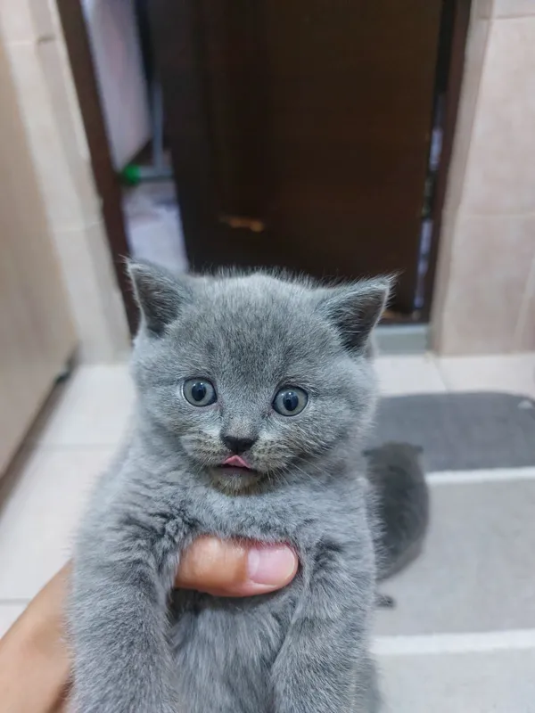 продаю котёнка Скоттиш страйт