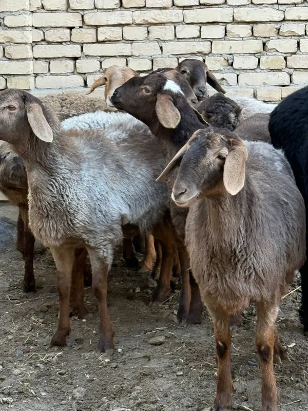 quylar sotiladi 7 moda barrala