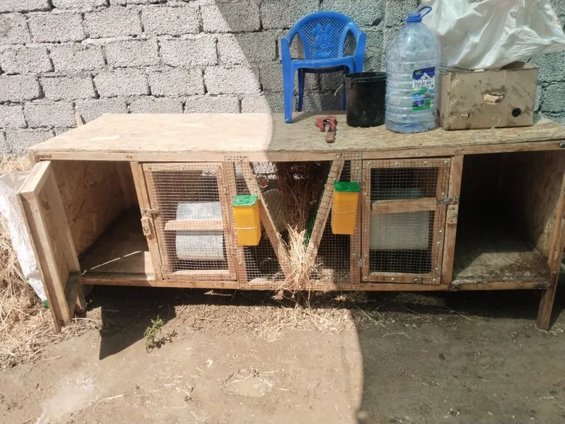 Quyonlar va quyon qafaslari sotilad 1