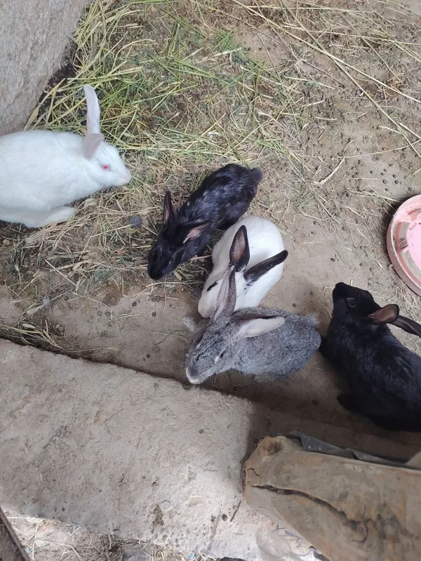 Har xil quyonlar sotiladi 2 Har xil quyonlar sotiladi 2