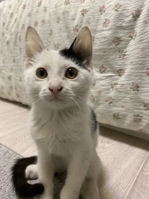 Котик продается добрым людям 2 Котик продается добрым людям 2