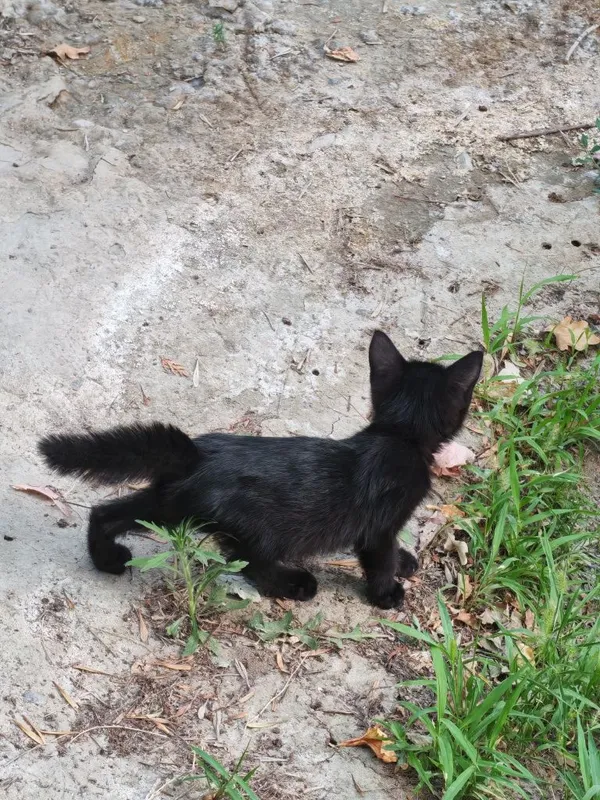Котята в добрые руки — фото 2