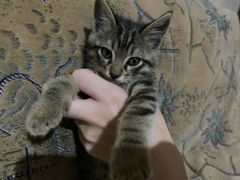 отдам даром котят