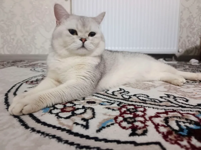 продаются породистые котята 5 продаются породистые котята 5