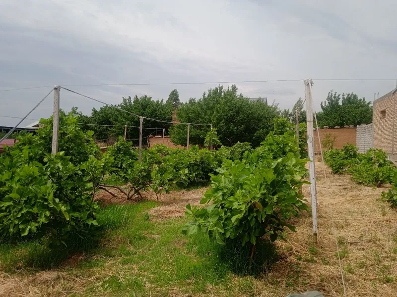 6 sotik bog sotiladi. 20tub anjiri bor suv gaz svetdan Momo yoqkochasi 4
