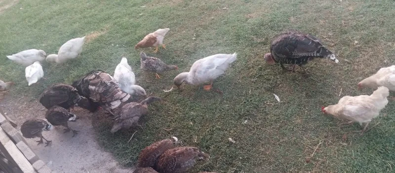 Assalamu alekum kurka bor 3ta makiyon 1horozi tuhumda 7 ta bollasiyam 1