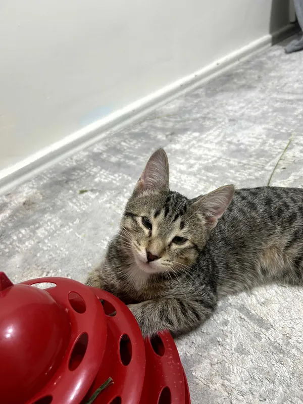 котенок в добрые руки 3 котенок в добрые руки 3