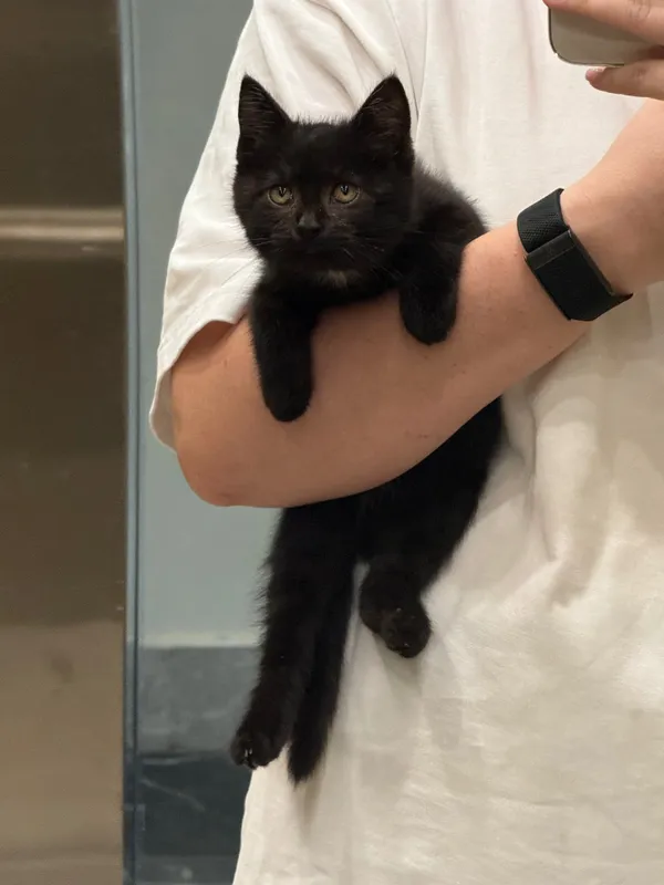 В добрые руки котенок-девочка