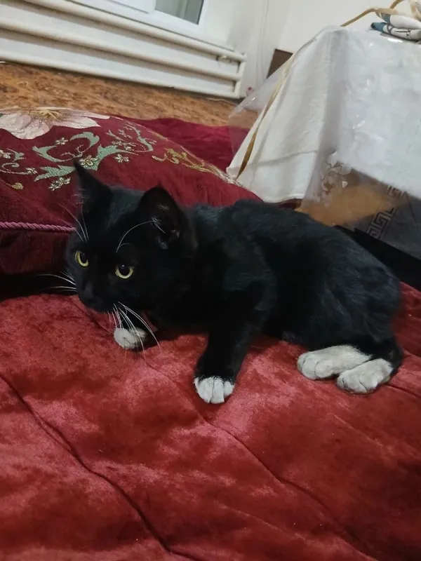 Zoti tuhedo cat. mushugi. 6 oylik oğil bola hadyaga beriladi — фото 1