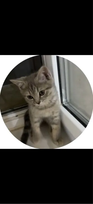 Британский котёнок мальчик 2,5 месяц 1