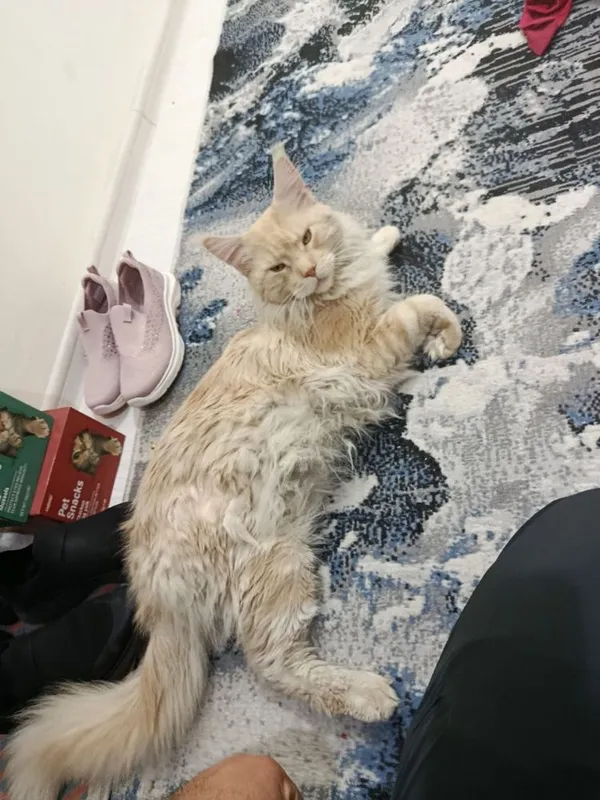 Maine coon mushuk кошка — фото 2