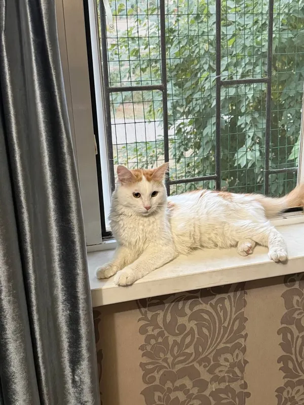 Ищем любящую семью для замечательного котика! 6