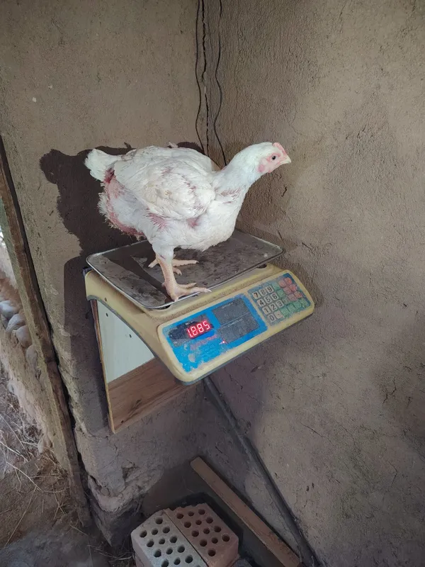 Broller sotiladi joja tovuq xoroz 6 Broller sotiladi joja tovuq xoroz 6