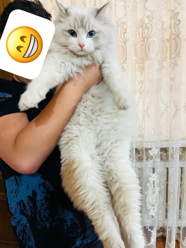 Regdoll vyazka tozza qon Регдолл вязка чисто кровный