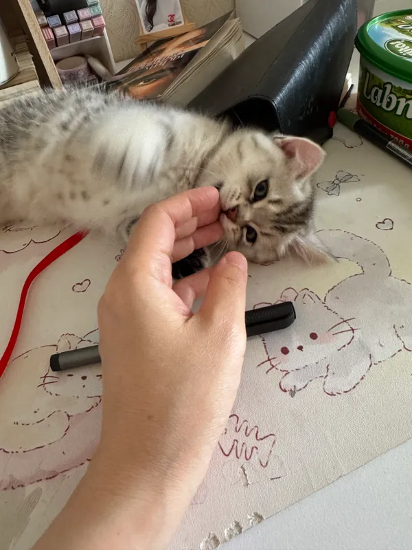 серебристая шиншилла — фото 2