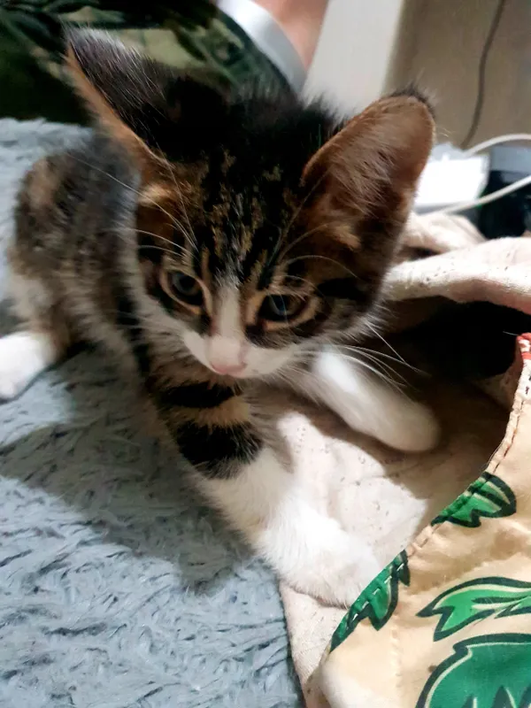Котёнок в хорошие,добрые ,надёжные руки. Котёнок в хорошие,добрые ,надёжные руки.