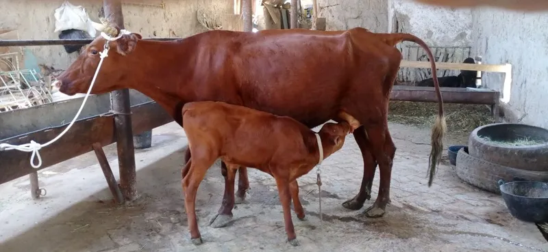 Ona bola sigirlar 3