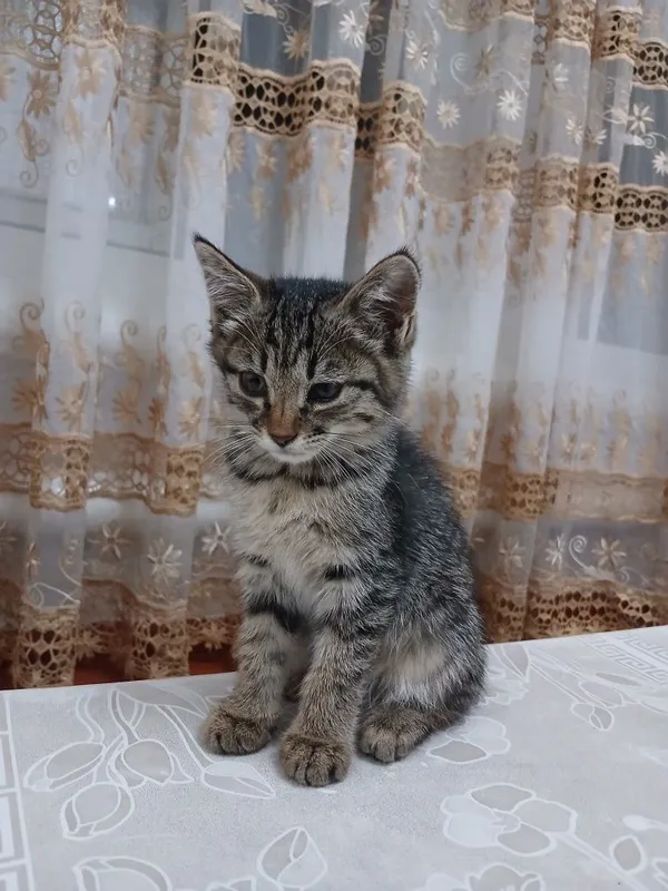Мушук текинга берилади — фото 2