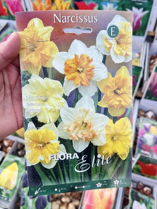 Нарциссы сортовые