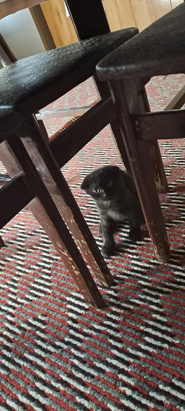 Mushuk bola zoti toza 1 Mushuk bola zoti toza 1