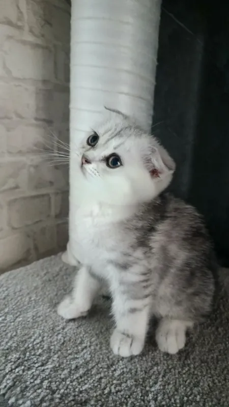Породистые умные котята 3 Породистые умные котята 3