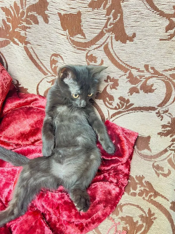 Mushu bolasi 3 oylik 5 Mushu bolasi 3 oylik 5