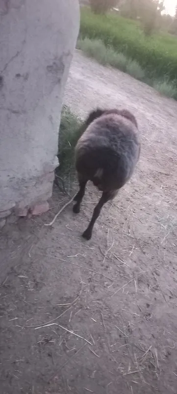 Buĝoz qoy sotladi 5