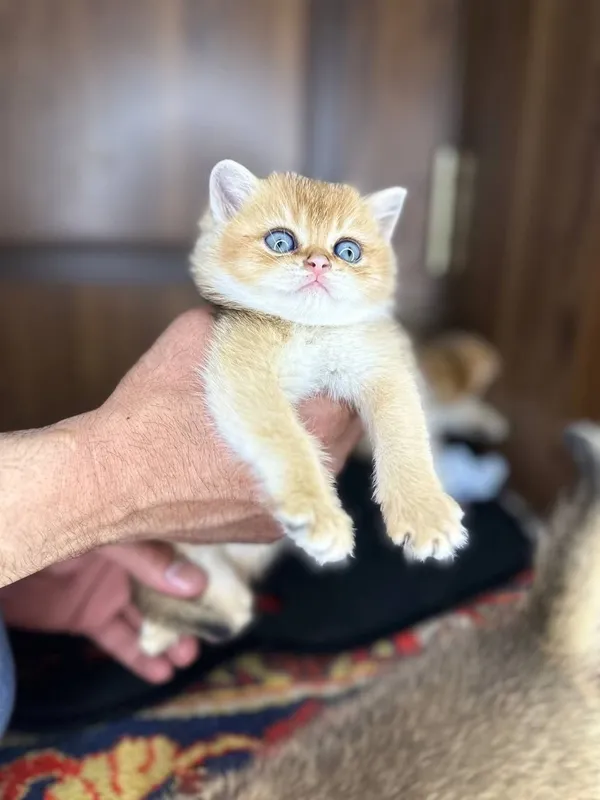 Золотистый шиншилла котёнок — фото 4
