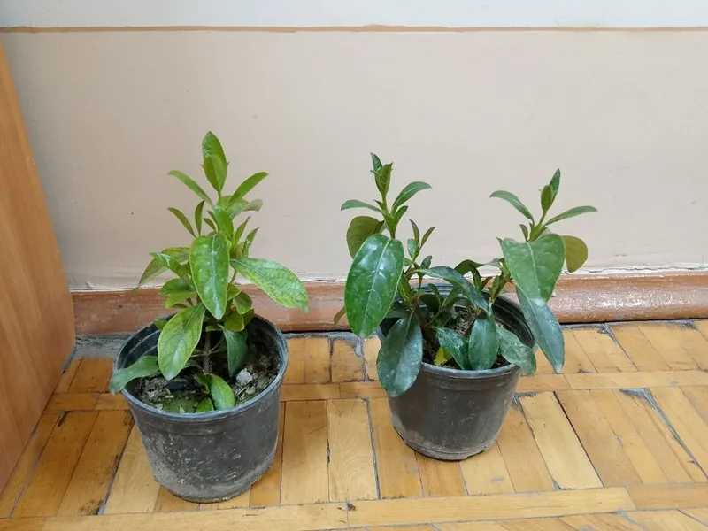 Продам растения в горшках 3