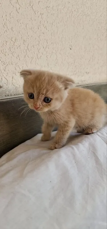 Котята шиншилла. — фото 2