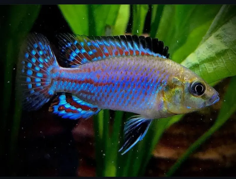 Pseudocrenilabrus nicholsi Tanganika Pseudocrenilabrus nicholsi Razm